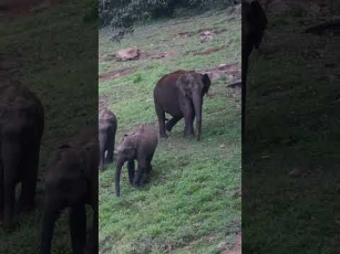 Urgent Wildlife Alert: Baby Elephant Consuming Discarded Plastic In Anakulam Forest, Kerala