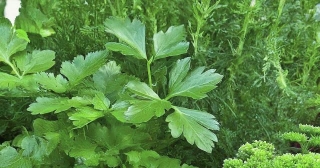 Save Leftover Parsley By Drying Or Freezing