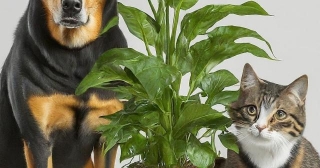 Herbs That Can Be Toxic To Your Pets