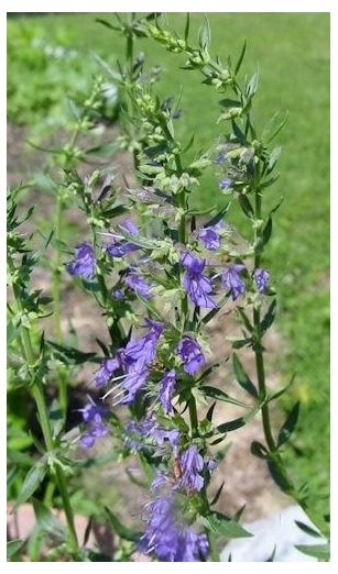 How To Grow And Use Hyssop
