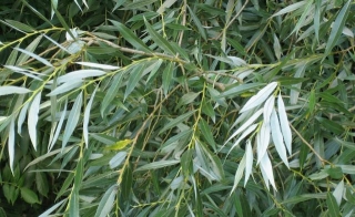 Natural Pain Relief From White Willow Bark