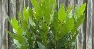 Growing Bay Leaf (Bay Laurel)