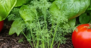 Dill Is Easy To Grow - Here's How