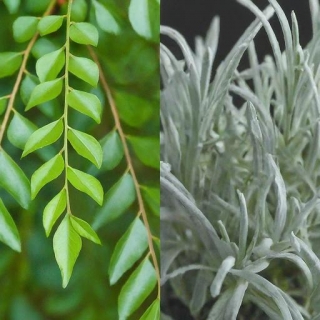 What's The Difference Between Curry Tree And Curry Plant