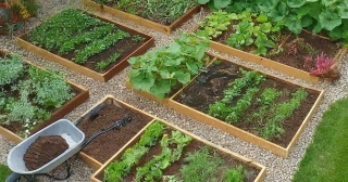Putting Together Your First Dedicated Herb Garden