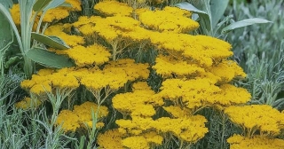 How To Grow Curry Plant (Helichrysum Italicum)