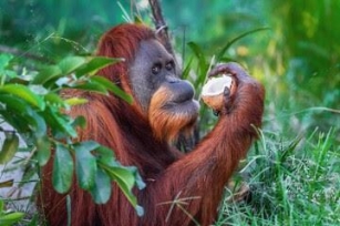 Orangotango De Sumatra Utiliza Planta Medicinal Para Tratar Ferida Facial