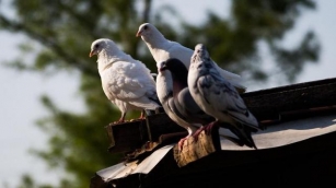 USDA Relata Mais Detecções De H5N1 Em Aves