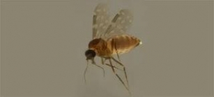 Mosquito Maruim, Vetor Da Arbovirose Febre Oropouche