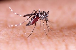 Dengue: A Complexa Interconexão Entre Imunidade E Gravidade Da Doença