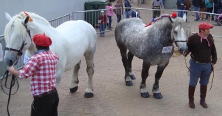 Nuestros Caballos (Our Horses) Exhibition 2024