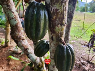 Alindanaw Cacao Farm: Sustainable Chocolate Production In Calbayog, Samar